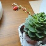 Echeveria elegans 叶