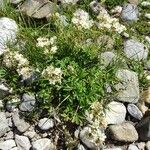 Potentilla alchimilloides Habit