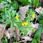 Anemonoides ranunculoides Vekstform