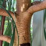Pandanus myriocarpus