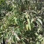 Croton flavens Leaf