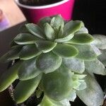 Echeveria elegansList