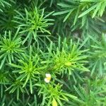 Tagetes filifolia Blomma