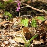 Orchis spitzelii 整株植物