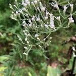 Eupatorium hyssopifoliumBlodyn