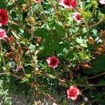 Potentilla nepalensis Hábito