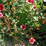 Potentilla nepalensis موطن