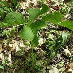 Trillium flexipes 形态