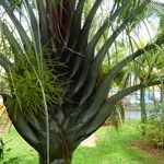 Dypsis decaryi Фрукт