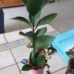Ruscus hypophyllum Leaf