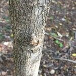Canthium armatum बार्क (छाल)