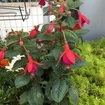 Fuchsia magellanica花