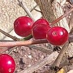 Coffea canephora Fruit