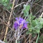 Lavandula multifidaЦветок