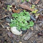 Alchemilla arvensis Blad