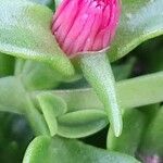 Mesembryanthemum cordifolium Flor
