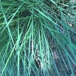 Paspalum quadrifarium List