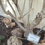 Jatropha multifida Schors