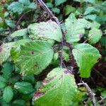 Rubus questieri Blad