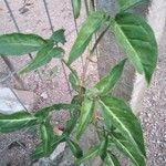 Syngonium angustatum Leaf