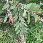 Melaleuca rugulosa Leaf