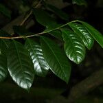 Myristica fragrans Leaf