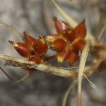 Carex pumila Ovoce