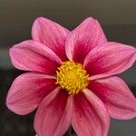 Dahlia tenuicaulis Blomst