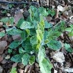 Hieracium maculatum Fuelha