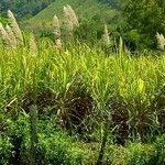 Saccharum officinarum ഇല