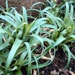 Aechmea recurvata Folha