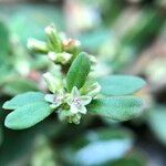 Polygonum plebeium Fleur