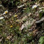 Leucanthemum monspeliense Habitat