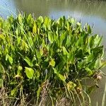 Pontederia cordata Blatt