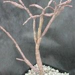 Euphorbia bosseri Агульны выгляд