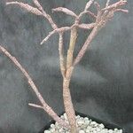 Euphorbia platyclada Hábito