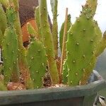 Opuntia maxima Blatt