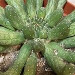 Euphorbia inermis Hostoa