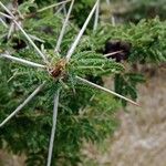 Vachellia drepanolobium Fulla