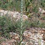 Echium boissieri Cvijet