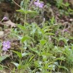 Epilobium duriaei Pokrój