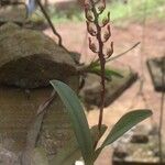 Bulbophyllum falcatum Habit