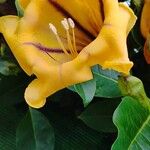 Solandra maxima Blüte