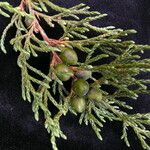 Juniperus recurva Hábito