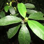 Ficus maxima Leaf