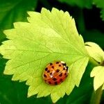 Geum macrophyllum পাতা