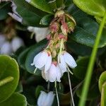 Vaccinium vitis-idaea 花