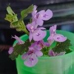 Glechoma hederacea Fleur