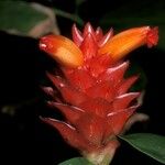 Monocostus uniflorus