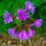 Lactuca alpina Flower